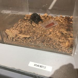 Atlas Beetle