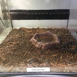 Asian Centipede