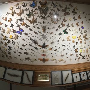 Wall of Insects