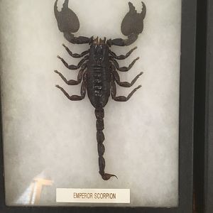 Emperor Scorpion