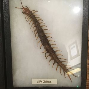 Asian Centipede