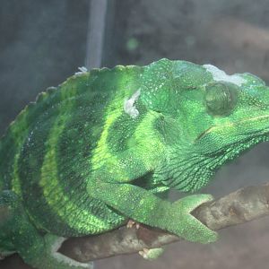 Is this a Meller's Chameleon?