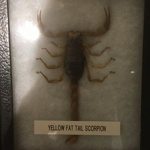 Yellow Fat Tail Scorpion