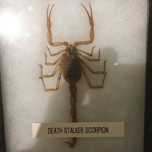 Death Stalker Scorpion