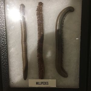 Millipedes