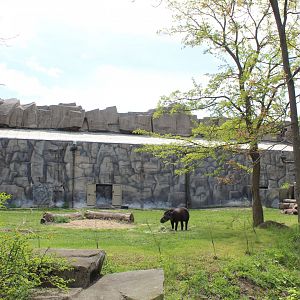Pachyderm House - Lowland Tapir Exhibit