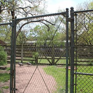 Australia House - Cape Barren Goose Exhibit