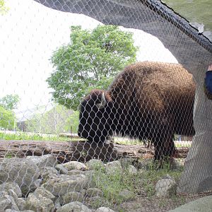 Bison Up-Close