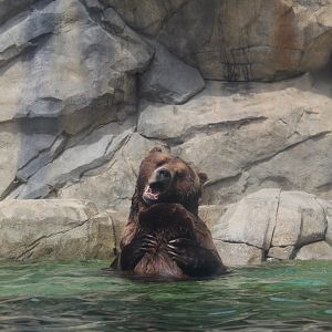 Grizzly Bear Water Fight