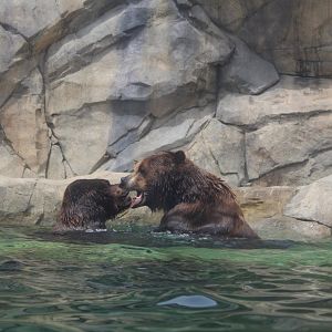 Grizzly Bear Water Fight