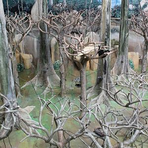 Tropic World - Asia (White-Cheeked Gibbon Exhibit)