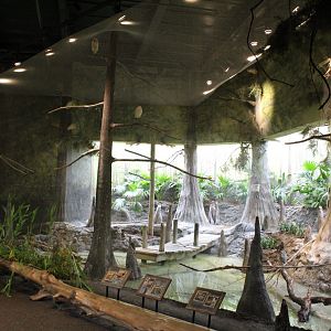 The Swamp - Aviary (Boat-Billed Heron, Brazilian Teal, Snowy Egret, Sunbittern, Venezuelan Troupial)