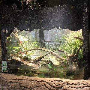 The Swamp - Amazon Milk Frog, Knight Anole, & Matamata Exhibit