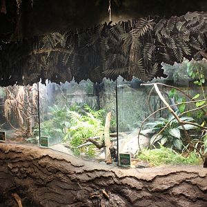The Swamp - Snake Terraiums (Eastern Massasauga, Eastern Cottonmouth, Eyelash Viper)