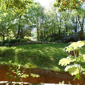Apr. 2021 - African Forest - Gorilla Exhibit #1