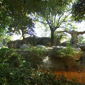 Apr. 2021 - African Forest - Gorilla Exhibit #2