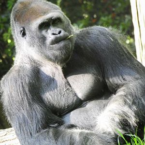 Apr. 2021 - African Forest - Gorilla (Taz)