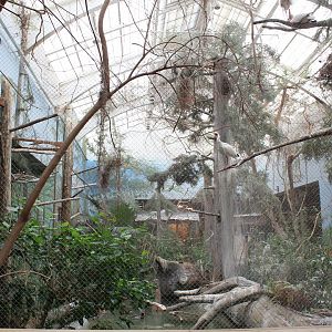 The Swamp - Aviary (American White Ibis, Fulvous Whistling Duck, Redhead, Venezuelan Troupial)