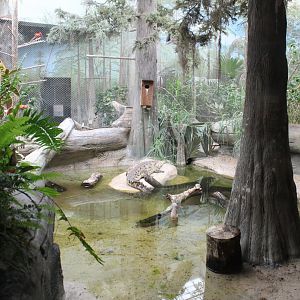 The Swamp - Orinoco Crocodile Exhibit