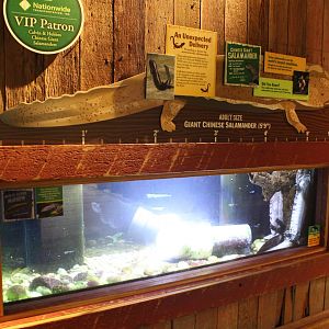 The Swamp - Chinese Giant Salamander Exhibit