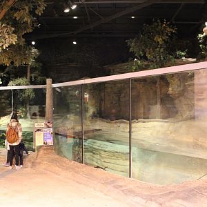 The Swamp - North American River Otter Exhibit