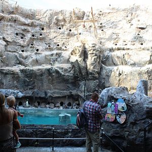 The Living Coast - Peru Aviary (Humboldt Penguin, Ica Tern, Gray Gull)
