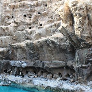 The Living Coast - Peru Aviary (Humboldt Penguin, Ica Tern, Gray Gull)