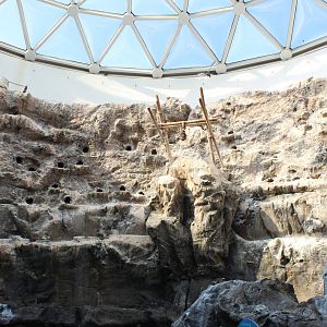 The Living Coast - Peru Aviary (Humboldt Penguin, Ica Tern, Gray Gull)
