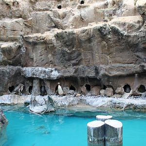 The Living Coast - Peru Aviary (Humboldt Penguin, Ica Tern, Gray Gull)