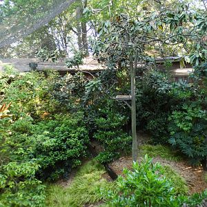 Apr. 2021 - African Forest - The Living Treehouse (15 Species Aviary)