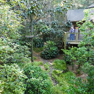 Apr. 2021 - African Forest - The Living Treehouse (15 Species Aviary)