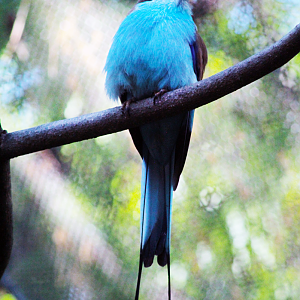 Apr. 2021 - African Forest - The Living Treehouse - Racket-tailed Roller