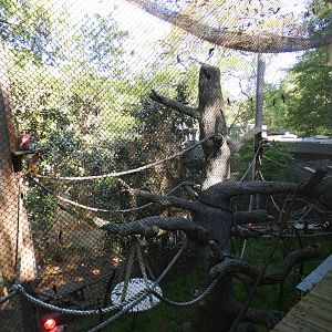 Apr. 2021 - African Forest - The Living Treehouse (3 Lemur Exhibit)