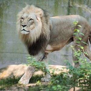 Apr. 2021 - African Savanna - Lion