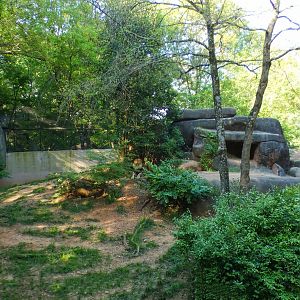 Apr. 2021 - African Savanna - Lion Exhibit