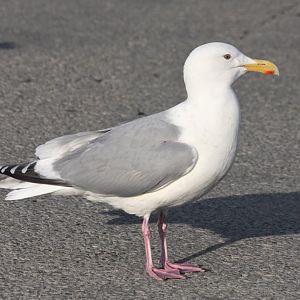 “Cook Inlet” Gull - Alaska