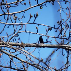Rusty Blackbird - Alaska