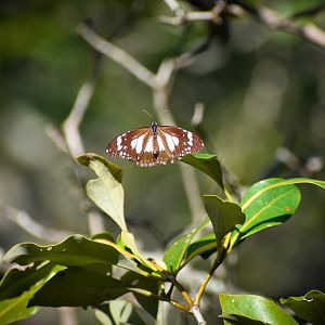 Swamp Tiger (Danaus affinis)