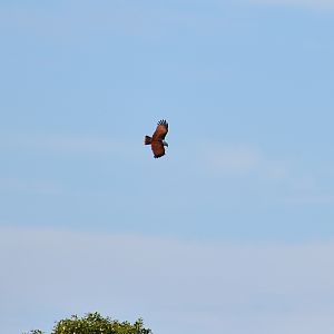 Brahminy Kite (Haliastur indus)