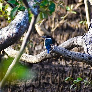 Torresian Kingfisher (Todiramphus sordidus)