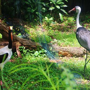 Dinosaur Descendants - Saddle-billed Stork and Wattled Crane