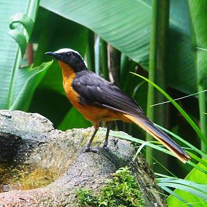 Waterfall Aviary - White-crowned Robin Chat (Cossypha albicapilla)