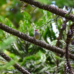 Red-browed Finch (Neochmia temporalis)