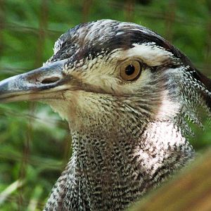 Apr. 2021 - African Savanna - Kori Bustard