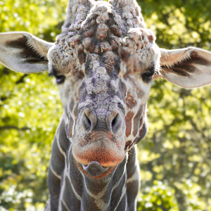 Apr. 2021 - African Savanna - Reictulated Giraffe (Abu)