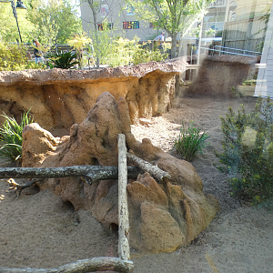 Apr. 2021 - African Savanna - Left Meerkat Exhibit
