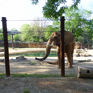 Apr. 2021 - African Savanna - African Elephant Exhibit (1.2 Acres)