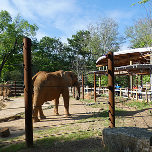 Apr. 2021 - African Savanna - African Elephant Exhibit (1.2 Acres)