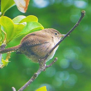 Northern House Wren