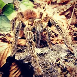 Brazilian salmon pink bird-eating tarantula
